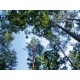 ΠΕΥΚΟ (Pinus siylvestris) 10ml 100% ΑΙΘΕΡΙΟ  ΕΛΑΙΟ
