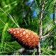 ΠΕΥΚΟ (Pinus siylvestris) 10ml 100% ΑΙΘΕΡΙΟ  ΕΛΑΙΟ