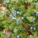 ΑΡΚΕΥΘΟΣ (Juniperus communis) 10ml 100% ΑΙΘΕΡΙΟ ΕΛΑΙΟ