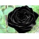 ΤΡΙΑΝΤΑΦΥΛΛΟ - ΡΟΖΑ ΔΑΜΑΣΚΕΝΑ (Rosa damascene) 0.6ml 100%  ΑΙΘΕΡΙΟ ΕΛΑΙΟ