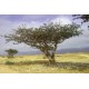  ΛΙΒΑΝΙ (Boswellia thurifera) 1ml 100%  ΑΙΘΕΡΙΟ ΕΛΑΙΟ 