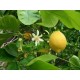 ΠΕΡΓΑΜΟΝΤΟ (Citrus bergamia) 10ml 100% ΑΙΘΕΡΙΟ ΕΛΑΙΟ