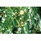 ΕΥΚΑΛΥΠΤΟΣ ( Eucalyptus globules ) 10ml 100% ΑΙΘΕΡΙΟ ΕΛΑΙΟ