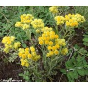  Αθάνατο ( Ελίχρυσος) 25gr (Helichrysum arenarium (L.)