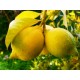 ΛΕΜΟΝΙ (Citrus limon) 10ml 100% ΑΙΘΕΡΙΟ ΕΛΑΙΟ