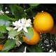 ΠΟΡΤΟΚΑΛΙ (Citrus sinensis)) 10ml 100% ΑΙΘΕΡΙΟ ΕΛΑΙΟ 