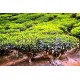ΤΣΑΓΙΟΔΕΝΤΡΟ (Melaleuca alternifolia) 10ml  100%  ΑΙΘΕΡΙΟ ΕΛΑΙΟ